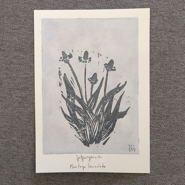 Grusskarte Spitzwegerich Linodruck