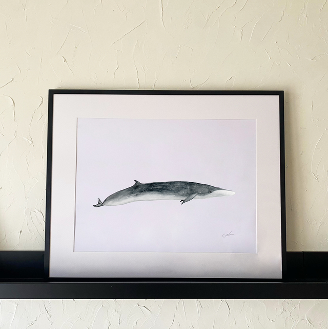 Ballena sei