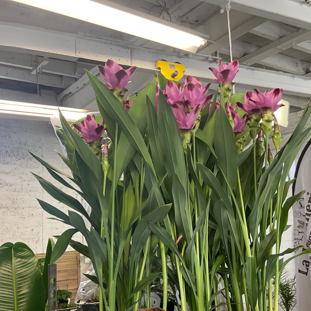 Curcuma 