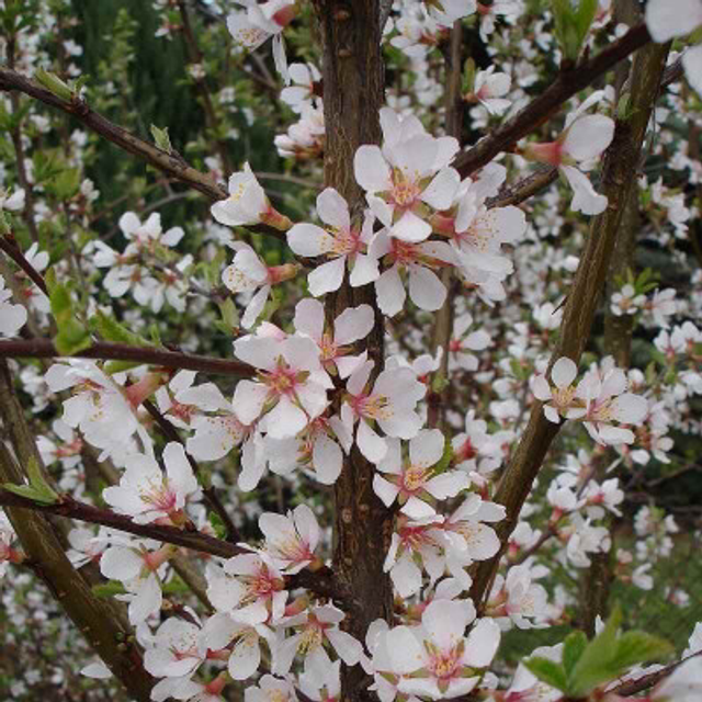 Ragouminier snovit - AB (Prunus tomentosa)