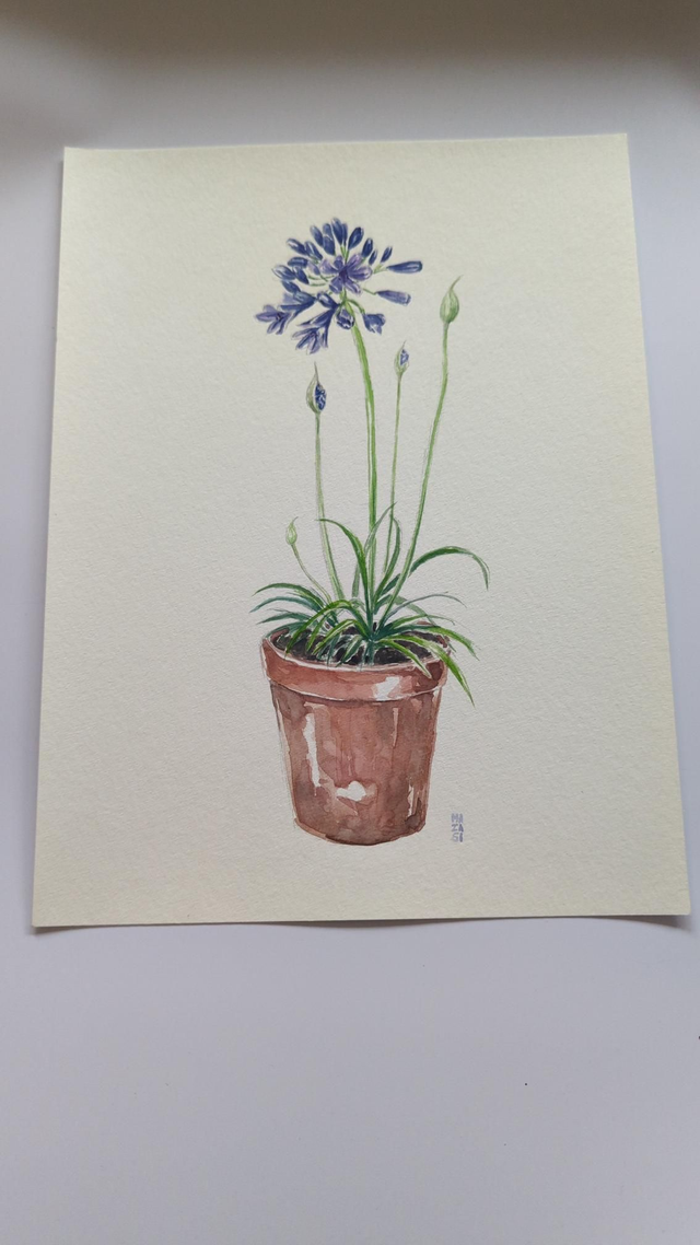 Fleur d&#039;agapante