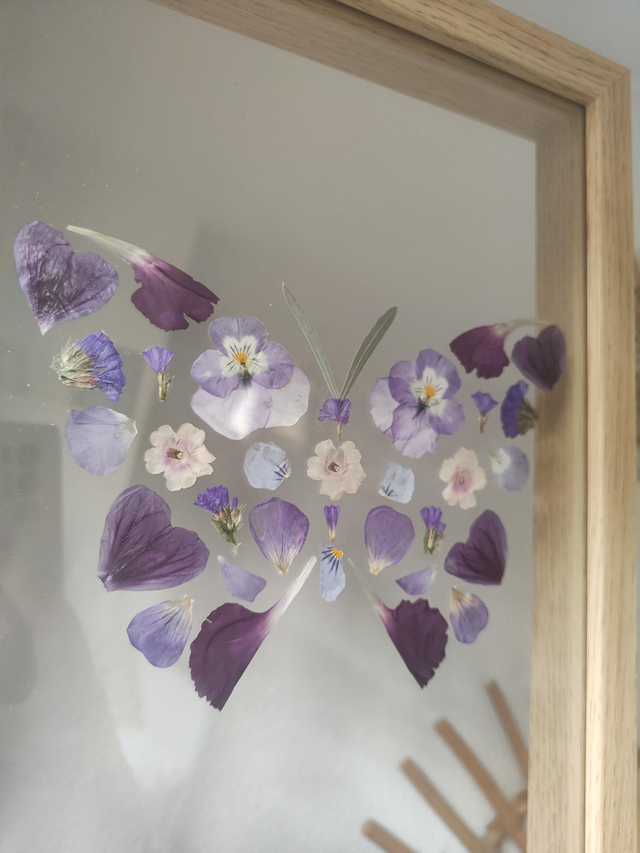 Herbier entre 2 verres