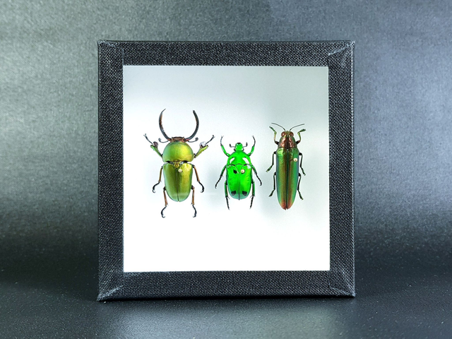 Trio de coléoptères