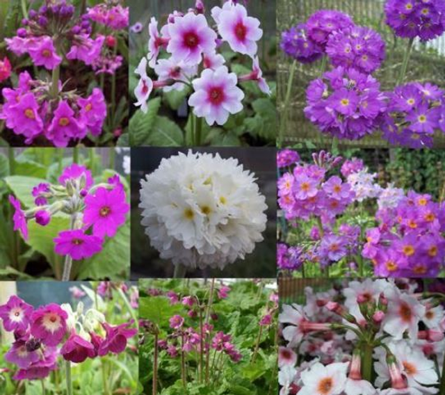 9 plant Primula starter collection restful colours