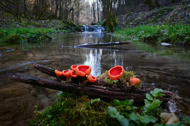 Single Parent Family Voucher