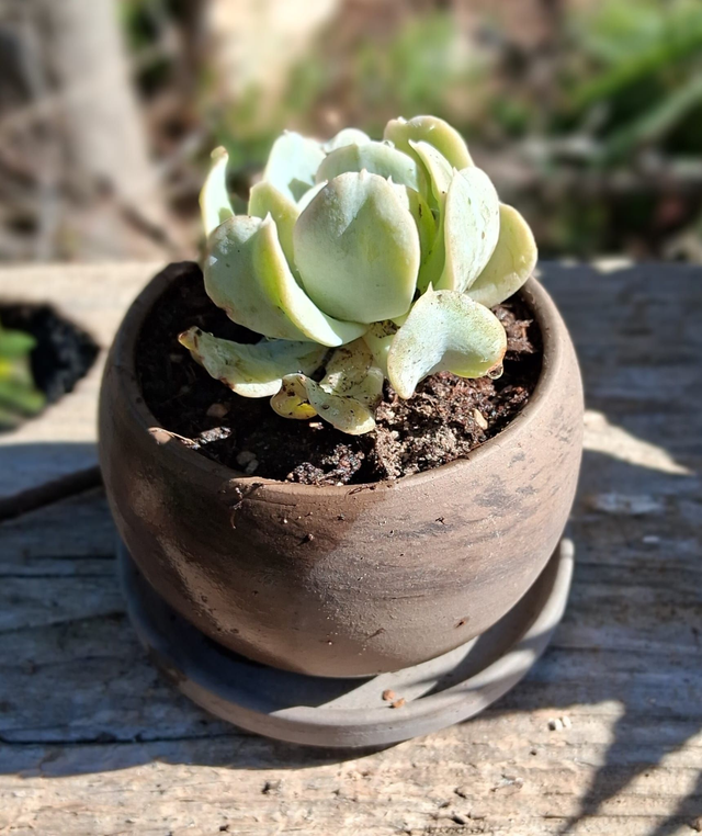 D11 . Echeveria Runyonii Topsy Turvy in "Luna Basalt"