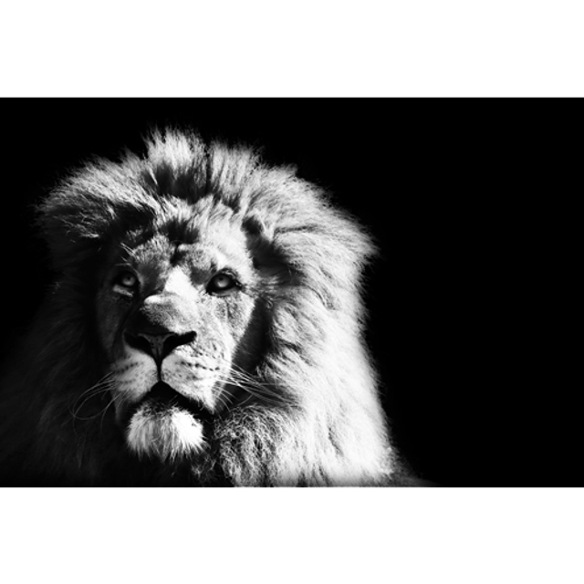 Lion (Noir &amp; Blanc) - ref: 4447nb