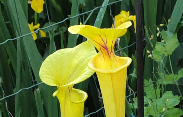 Sarracenia var flava, &quot;Goldie&quot;
