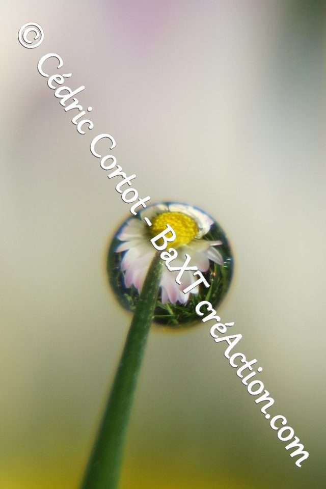 Impression sur alu dibond - Rosée et gouttes de pluie (ref 8617)