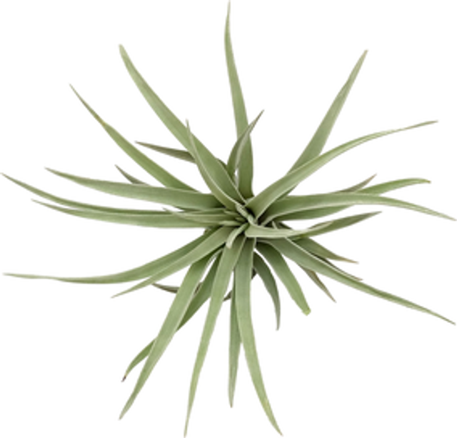 Tillandsia harrisii Xl