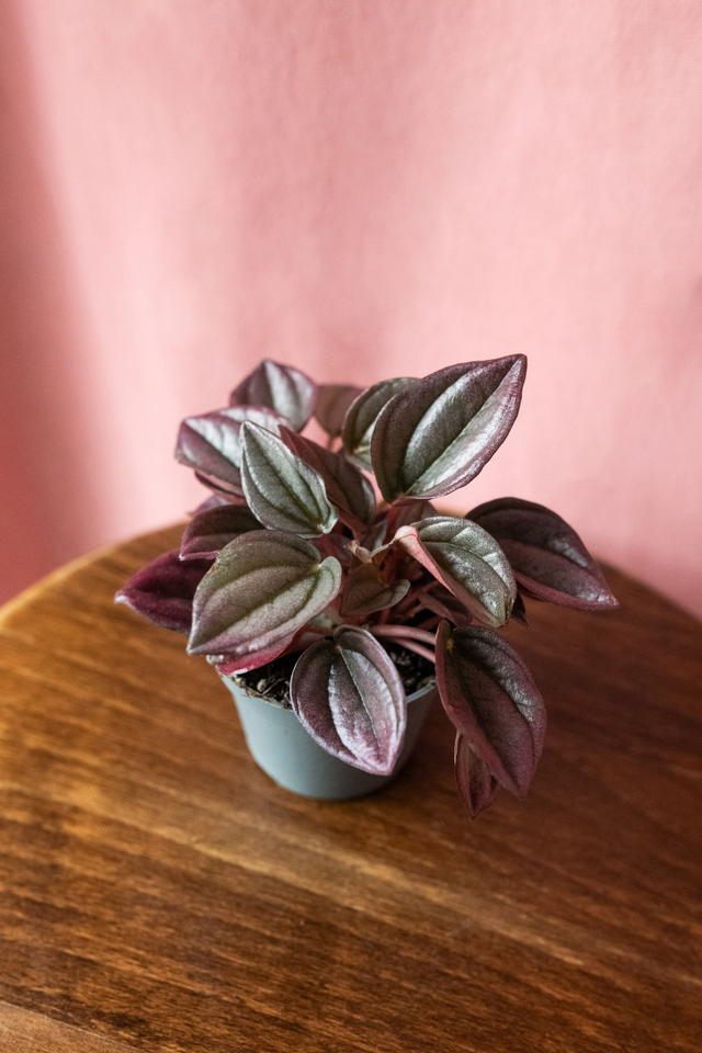 Peperomia Caperata 🌿