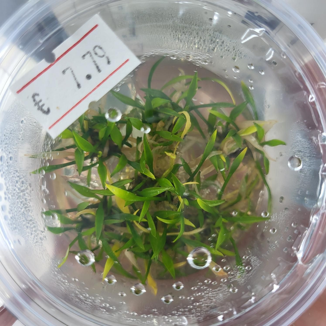 Cryptocoryne parva vitro