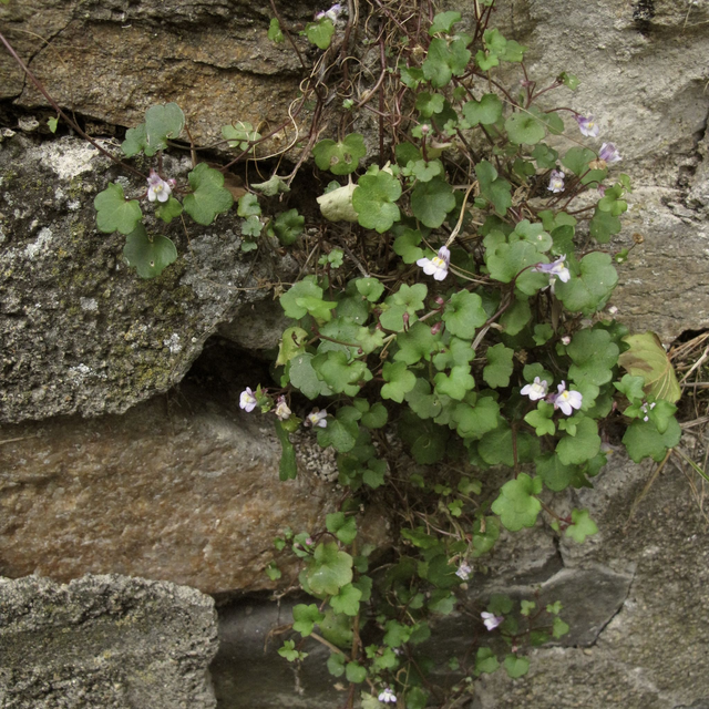 Ruine de Rome (Cymbalaria muralis)