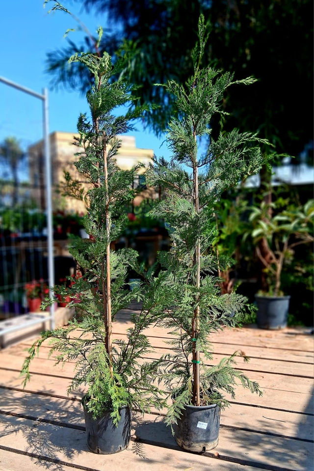 H10 . Cupressocyparis leylandii