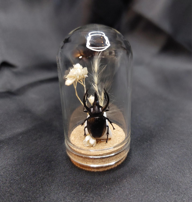 Mini-cloche scarabée blanc