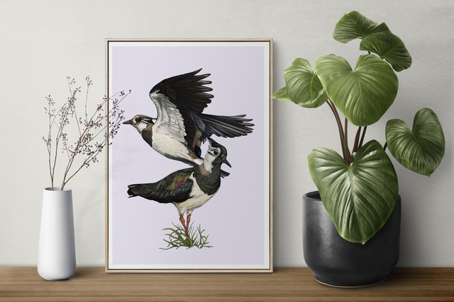 Lapwings Print - After an original ink and digital colour illustration