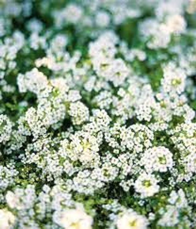 Alyssum - Clear Crystal White: 9 Plants (Ref: B)