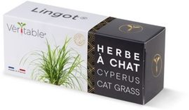Véritable Lingot Cat Grass Cyperus
