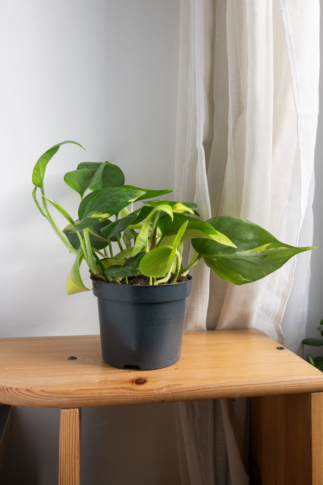 Mix Golden Pothos & Philodendron Brasil 🌿
