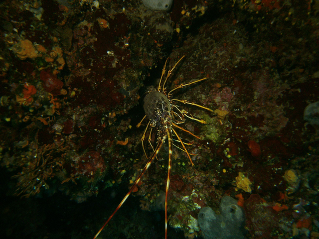 1 Tauchgang Incl Ausrüstung 