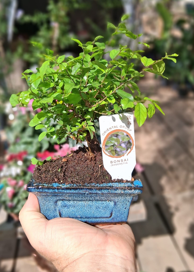 J10 . Sagerethia in vaso 15