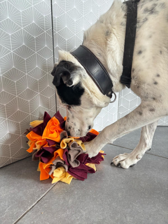 Fleur de fouille pour chien – Jouet d’enrichissement olfactif