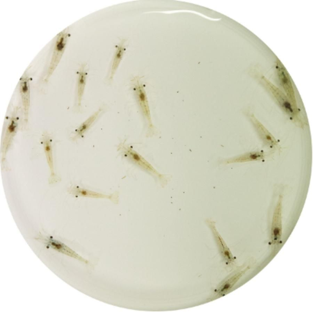 Levende dwerg-garnalen 4038358101458