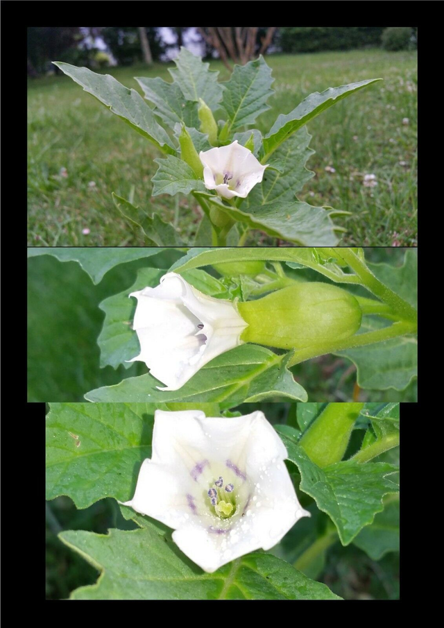 50 graines de Datura leichhardtii  Datura australienne  rare seeds samen