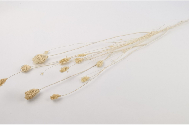 Fenouil séché – Herbe fine et structurée pour bouquets secs et compositions végétales naturelles