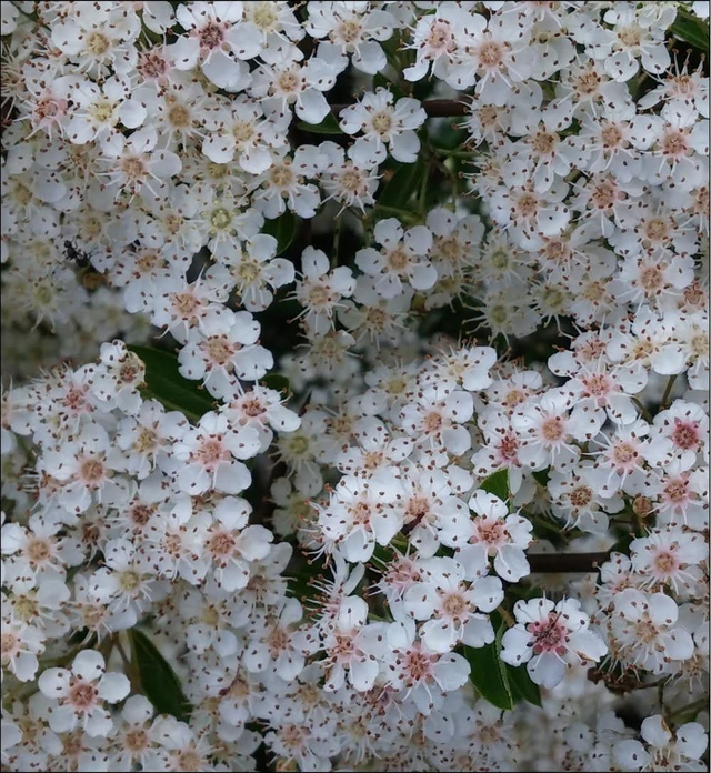 Pyracantha - 1lt pot