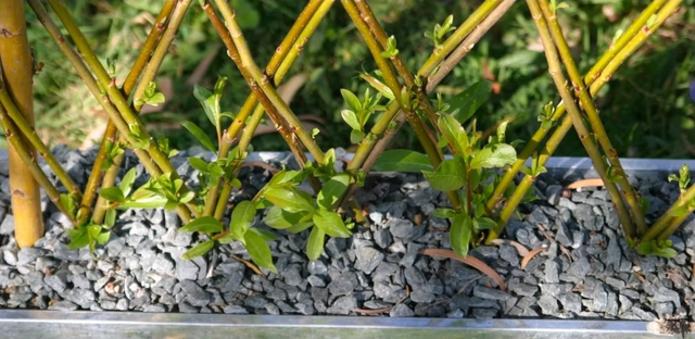 08/03/2026 - Stage de vannerie "La haie vivante tressée" - de 9h00 à 17h00