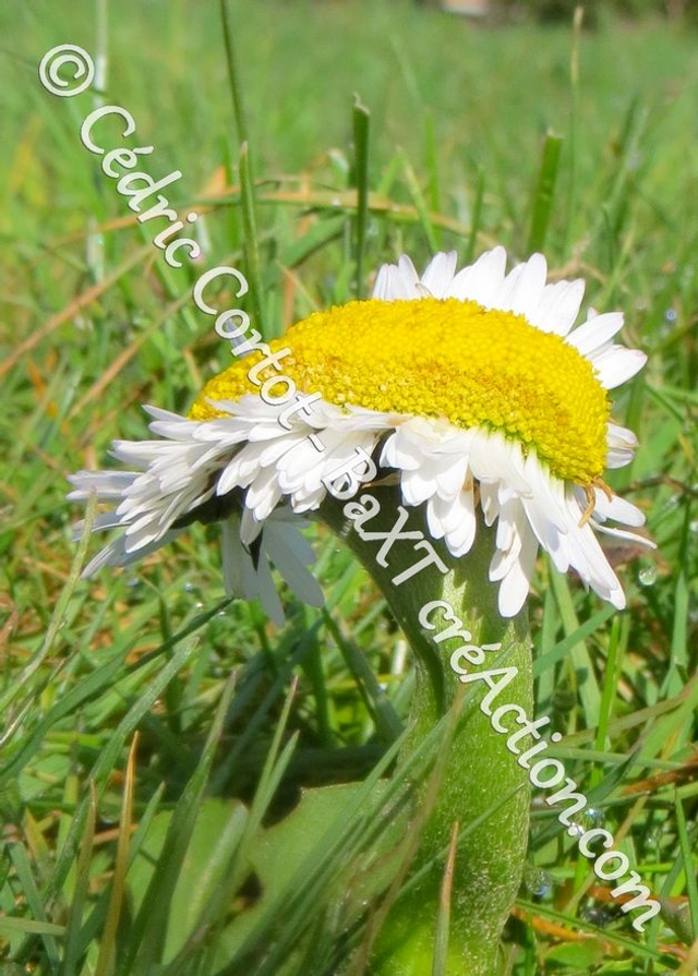 Carte postale - Paysages et divers (Ref IMG_8679)