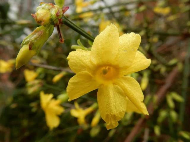 U01 . Gelsomino d’inverno (Jasminum nudiflorum)