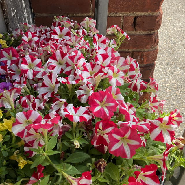 Petunia 
