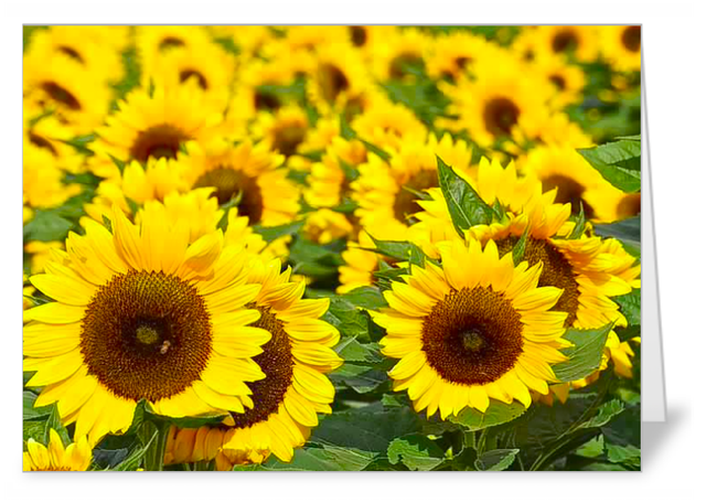 Best Sunflower variety pack of 5 luxury notecards (best value)