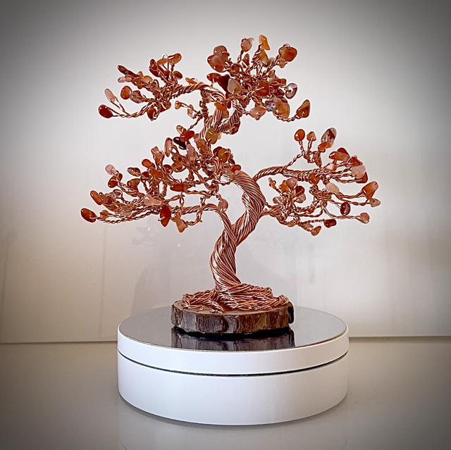 Arbre Bonsaï Cornaline