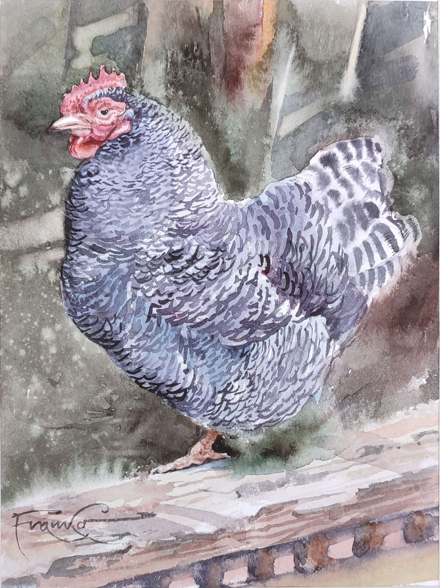 Kura, 35x28 (24x18 w świetle passe-partout) akwarela 2024