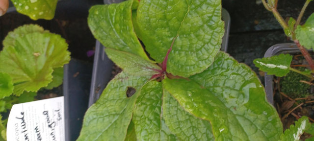 Verbascum phoenicium