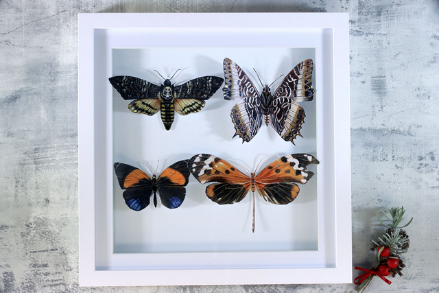 Ethical Entomology - Four Lepidoptera