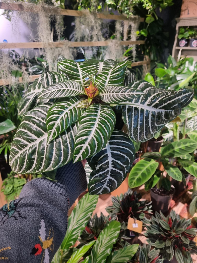 Aphelandra Zebra plant 