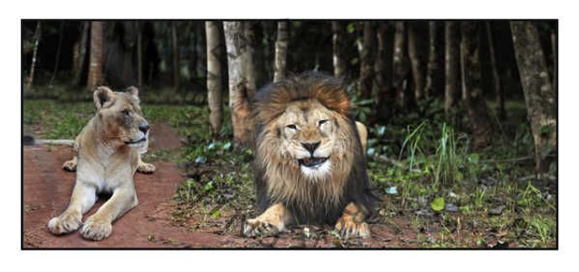   Simba and Bella - Happy Ever After  -  Colour Print