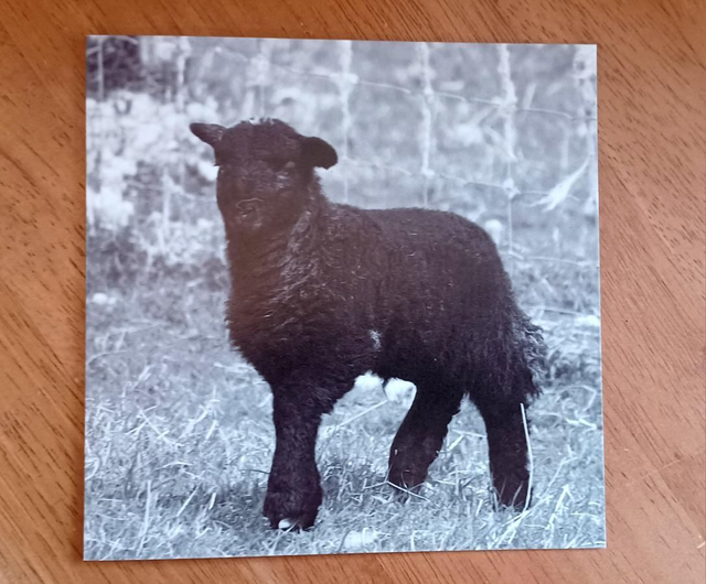 Black Herdwick lamb