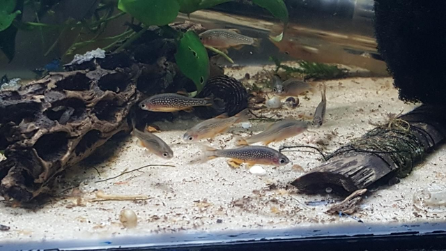 Galaxy rasbora aka CPD