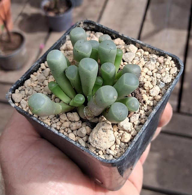 D97 . Frithia pulchra
