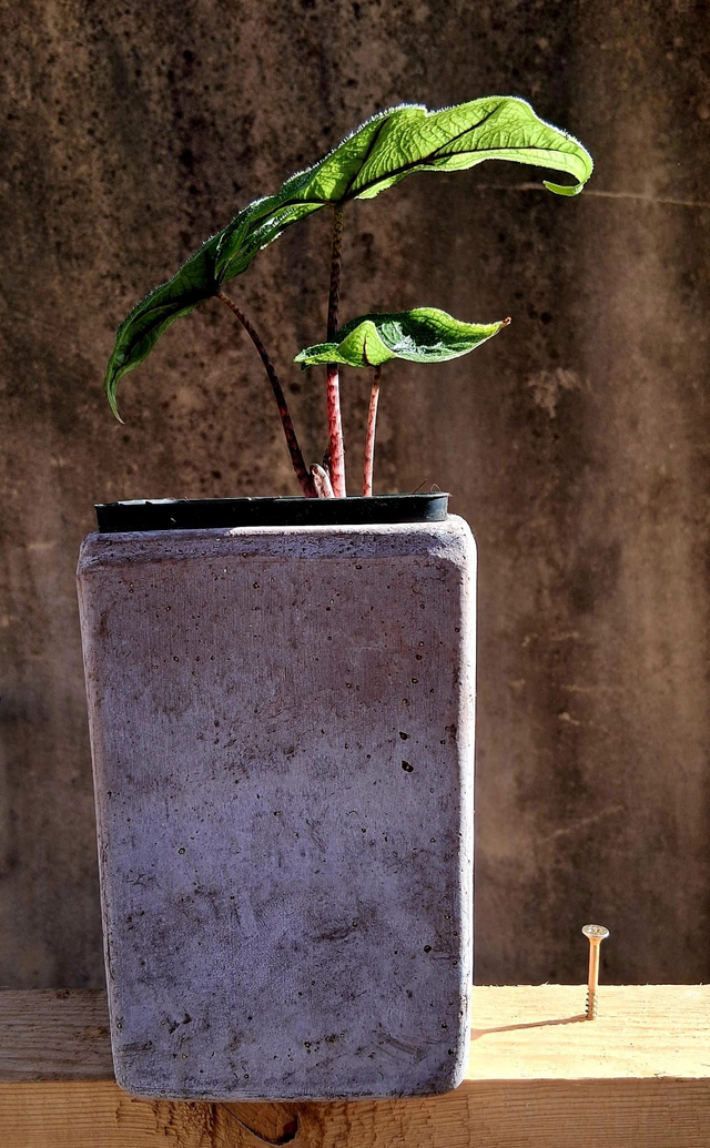 C44 . Alocasia 'Jacklyn' in "CUBO ETRUSCO 15"