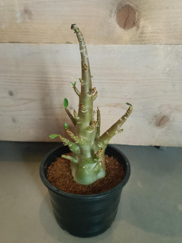 Baobab tree in 15cm pot 
