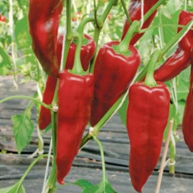 Poivron allongé rouge Pantos