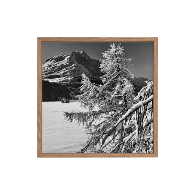 Silvia Wiegers-Meyer, Baum am Silsersee mit Margna II