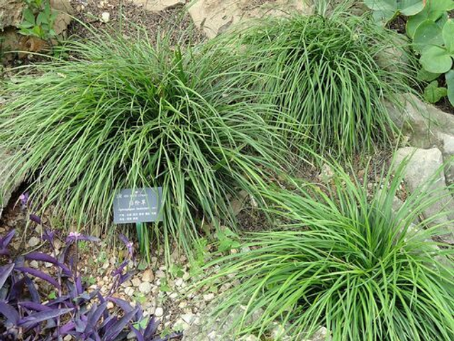 Ophiopogon bodinieri 1 litre 