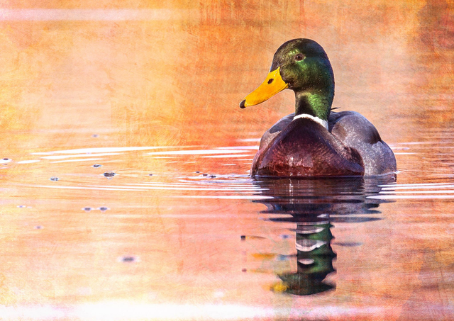 Mallard at Sunset